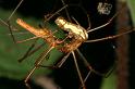 Tetragnatha_montana_D4989_Z_91_Les Gris_Frankrijk